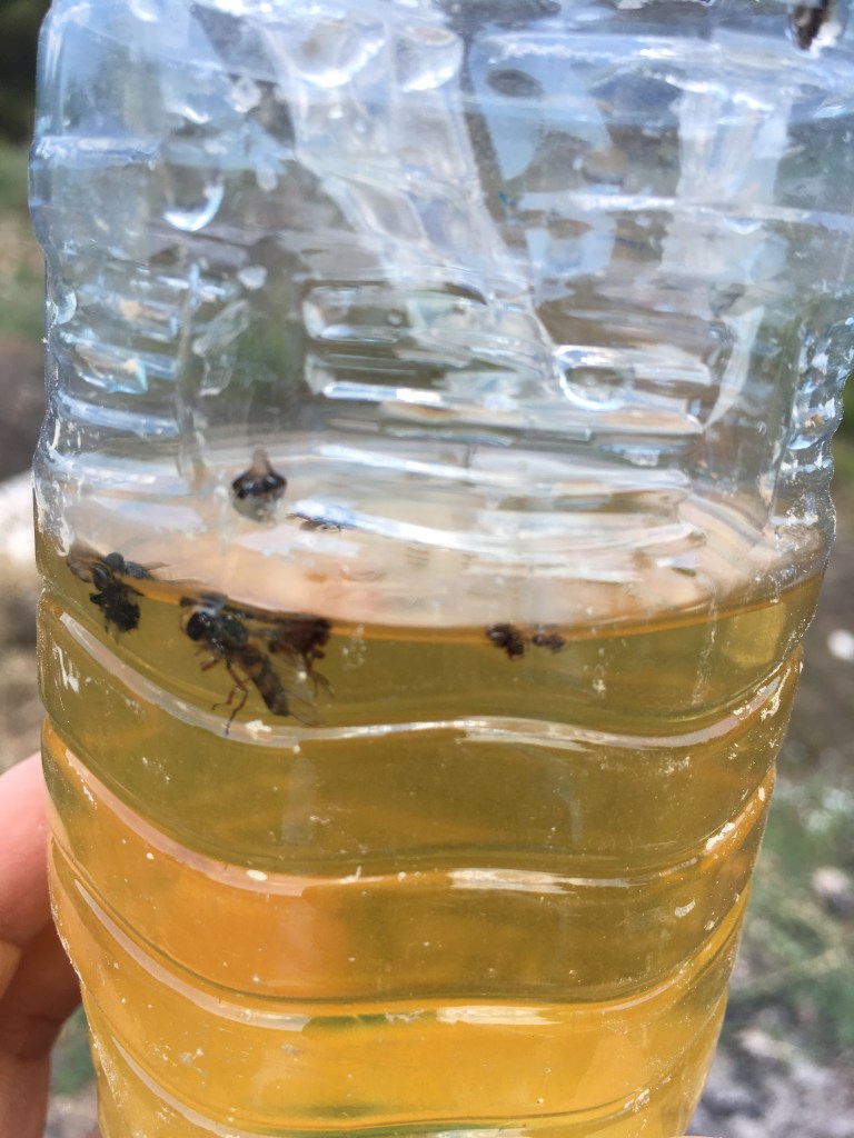 olipe 1- içeriye düşen zeytin sineği