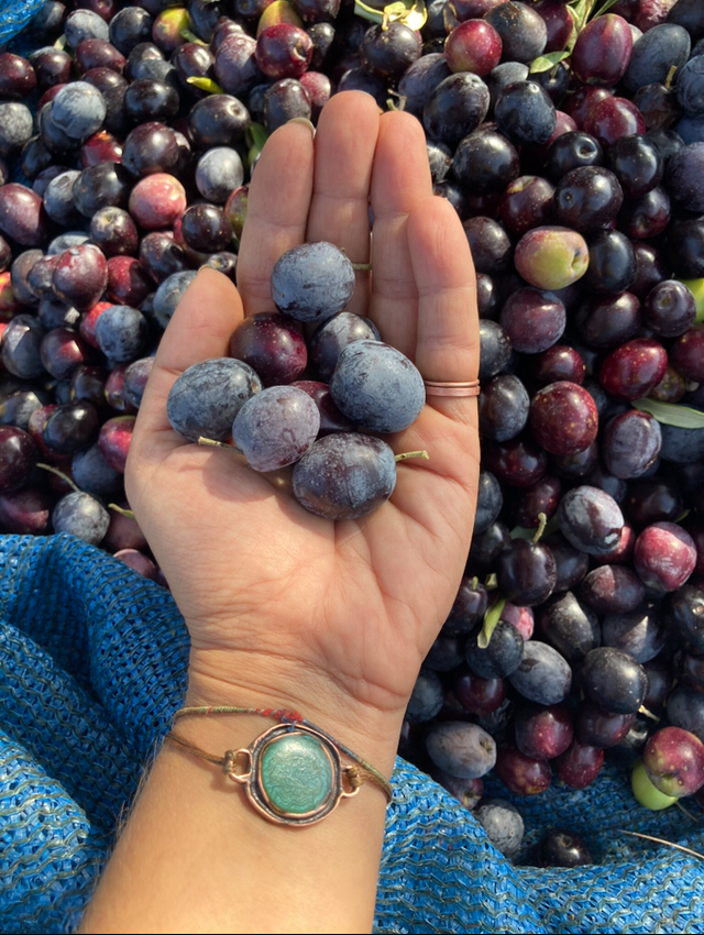 Bizim zeytinyağını güzelleştiren zeytinlerimiz bunlar. Bu şekilde iri olanlarını sofralık olarak da ayırdık.